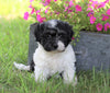 AKC Registered Havanese For Sale Millersburg, OH Female- Zoey