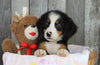 AKC Registered Bernese Mountain Dog For Sale Brinkhaven, OH Female- Trixie