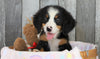 AKC Registered Bernese Mountain Dog For Sale Brinkhaven, OH Female- Trixie