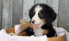 AKC Registered Bernese Mountain Dog For Sale Brinkhaven, OH Female- Trixie