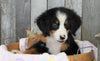 AKC Registered Bernese Mountain Dog For Sale Brinkhaven, OH Female- Trixie