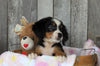 AKC Registered Bernese Mountain Dog For Sale Brinkhaven, OH Female- Bailey