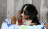 AKC Registered Bernese Mountain Dog For Sale Brinkhaven, OH Male- Richie
