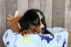AKC Registered Bernese Mountain Dog For Sale Brinkhaven, OH Male- Richie