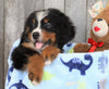 AKC Registered Bernese Mountain Dog For Sale Brinkhaven, OH Male- Richie