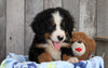 AKC Registered Bernese Mountain Dog For Sale Brinkhaven, OH Male- Ronnie
