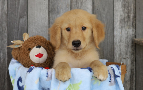 AKC Registered Golden Retriever For Sale Brinkhaven, OH Male- Ruger