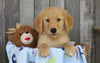 AKC Registered Golden Retriever For Sale Brinkhaven, OH Male- Ruger