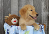 AKC Registered Golden Retriever For Sale Brinkhaven, OH Male- Ruger