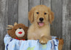 AKC Registered Golden Retriever For Sale Brinkhaven, OH Male- Ruger