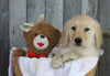 AKC Registered Golden Retriever For Sale Brinkhaven, OH Female- Amber