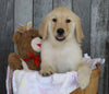 AKC Registered Golden Retriever For Sale Brinkhaven, OH Female- Amber