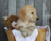 AKC Registered Golden Retriever For Sale Brinkhaven, OH Female- Roxy