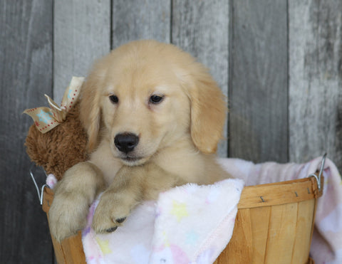 AKC Registered Golden Retriever For Sale Brinkhaven, OH Female- Roxy