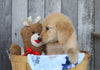 AKC Registered Golden Retriever For Sale Brinkhaven, OH Male- Griffin