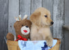 AKC Registered Golden Retriever For Sale Brinkhaven, OH Male- Griffin