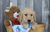 AKC Registered Golden Retriever For Sale Brinkhaven, OH Male- Griffin