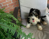 Mini Bernedoodle For Sale Sugarcreek OH Female-Mai