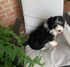 Mini Bernedoodle For Sale Sugarcreek OH Female-Mai