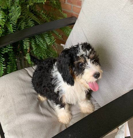 Mini Bernedoodle For Sale Sugarcreek OH Female-Mai