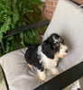 Mini Bernedoodle For Sale Sugarcreek OH Female-Mai