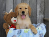 AKC Registered Golden Retriever For Sale Brinkhaven, OH Male- Rocky