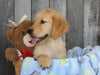 AKC Registered Golden Retriever For Sale Brinkhaven, OH Male- Rocky