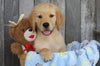AKC Registered Golden Retriever For Sale Brinkhaven, OH Male- Rocky