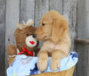 AKC Registered Golden Retriever For Sale Brinkhaven, OH Male- Gage
