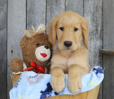 AKC Registered Golden Retriever For Sale Brinkhaven, OH Male- Gage