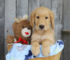 AKC Registered Golden Retriever For Sale Brinkhaven, OH Male- Gage