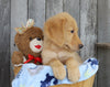 AKC Registered Golden Retriever For Sale Brinkhaven, OH Male- Gage