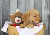 AKC Registered Golden Retriever For Sale Brinkhaven, OH Female- Zoey