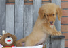 AKC Registered Golden Retriever For Sale Brinkhaven, OH Female- Zoey