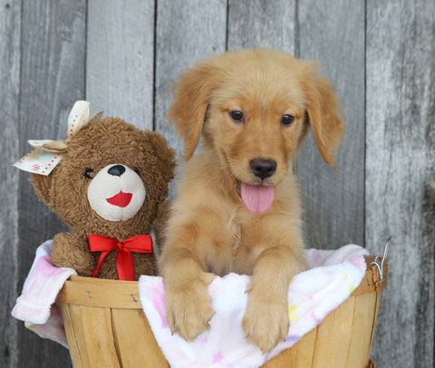 AKC Registered Golden Retriever For Sale Brinkhaven, OH Female- Zoey