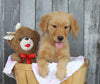 AKC Registered Golden Retriever For Sale Brinkhaven, OH Female- Zoey