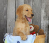 AKC Registered Golden Retriever For Sale Brinkhaven, OH Male- Jackson