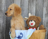 AKC Registered Golden Retriever For Sale Brinkhaven, OH Male- Jackson