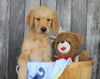 AKC Registered Golden Retriever For Sale Brinkhaven, OH Male- Jackson