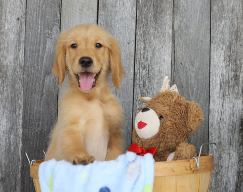 AKC Registered Golden Retriever For Sale Brinkhaven, OH Male- Jackson