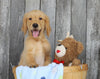 AKC Registered Golden Retriever For Sale Brinkhaven, OH Male- Jackson