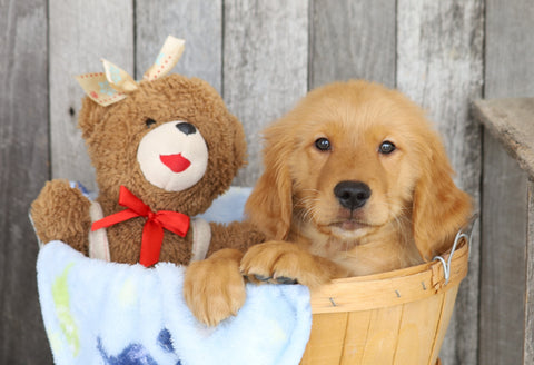 AKC Registered Golden Retriever For Sale Brinkhaven, OH Male- Maverick
