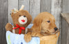 AKC Registered Golden Retriever For Sale Brinkhaven, OH Male- Maverick
