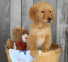 AKC Registered Golden Retriever For Sale Brinkhaven, OH Male- Maverick