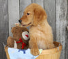 AKC Registered Golden Retriever For Sale Brinkhaven, OH Male- Maverick