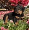 Rottweiler For Sale Beach City OH Male-Diesel