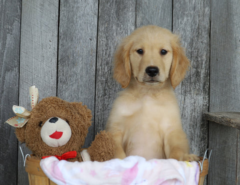 AKC Registered Golden Retriever For Sale Brinkhaven, OH Female- Sophie