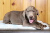 AKC Registered Silver Labrador Retriever For Sale Fredericksburg, OH Male- Mike