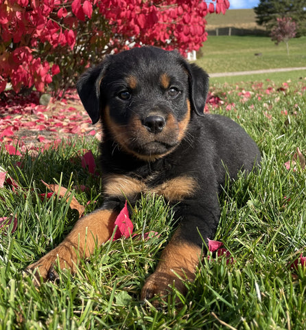 Rottweiler For Sale Beach City OH Female-Daisy