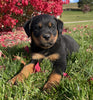Rottweiler For Sale Beach City OH Female-Daisy
